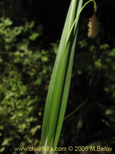 Carex sp. #1873の写真