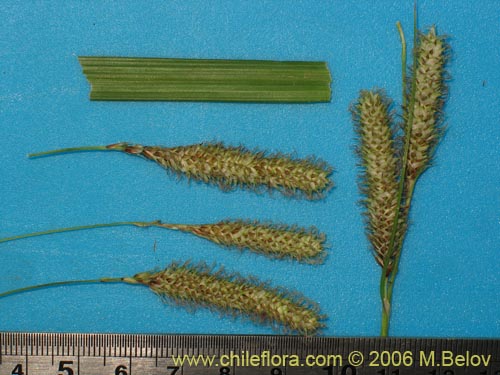 Image of Carex sp. #1873 (). Click to enlarge parts of image.