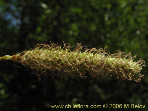 Imágen de Carex sp. #1873 (). Haga un clic para aumentar parte de imágen.