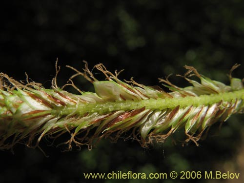 Imágen de Carex sp. #1873 (). Haga un clic para aumentar parte de imágen.