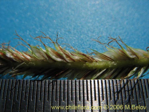 Image of Carex sp. #1873 (). Click to enlarge parts of image.