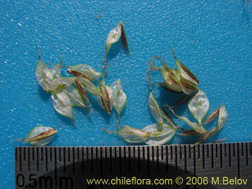 Image of Carex sp. #1873 (). Click to enlarge parts of image.