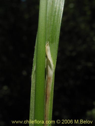 Imágen de Carex sp. #1873 (). Haga un clic para aumentar parte de imágen.