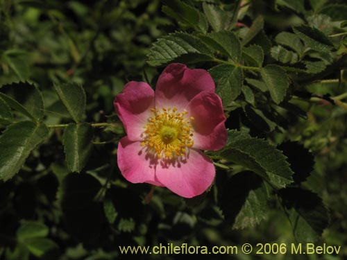 Фотография Rosa moschata (Rosa mosqueta / Mosqueta / Rosa silvestre). Щелкните, чтобы увеличить вырез.