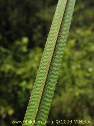 Фотография Cyperaceae sp. #1874 (). Щелкните, чтобы увеличить вырез.