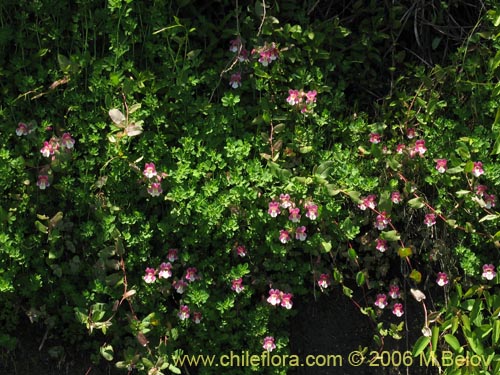 Imágen de Mimulus naiandinus (Berro rosado). Haga un clic para aumentar parte de imágen.