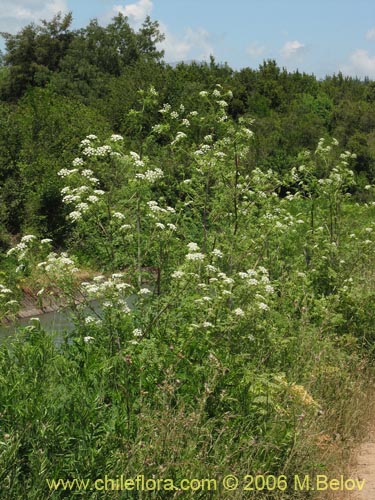 Image of Conium maculatum (). Click to enlarge parts of image.