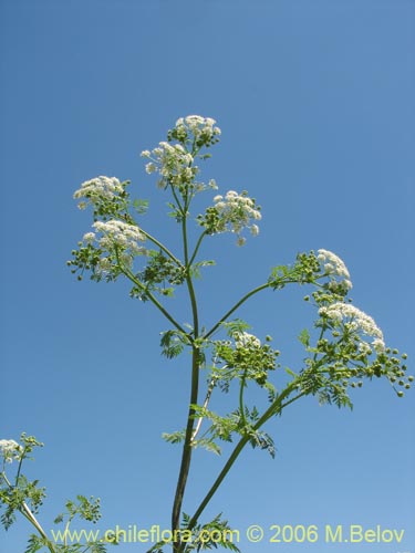 Imágen de Conium maculatum (). Haga un clic para aumentar parte de imágen.