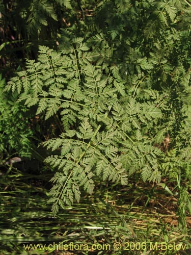 Imágen de Conium maculatum (). Haga un clic para aumentar parte de imágen.