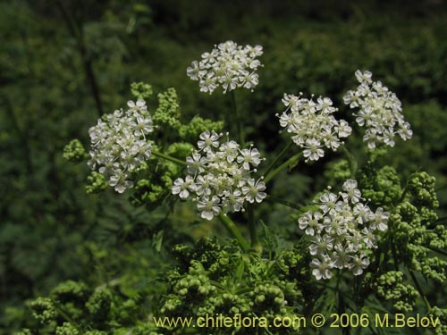 Bild von Conium maculatum (). Klicken Sie, um den Ausschnitt zu vergrössern.