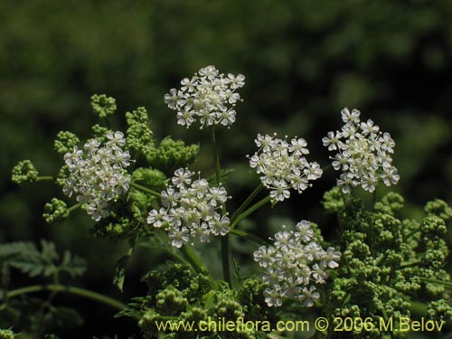 Фотография Conium maculatum (). Щелкните, чтобы увеличить вырез.