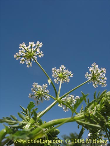 Imágen de Conium maculatum (). Haga un clic para aumentar parte de imágen.