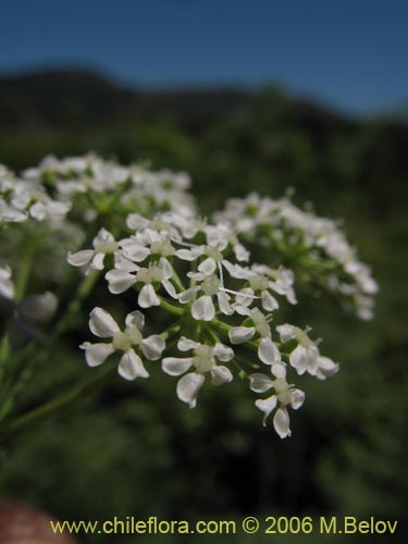 Фотография Conium maculatum (). Щелкните, чтобы увеличить вырез.