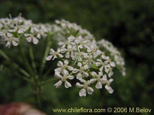 Imágen de Conium maculatum (). Haga un clic para aumentar parte de imágen.