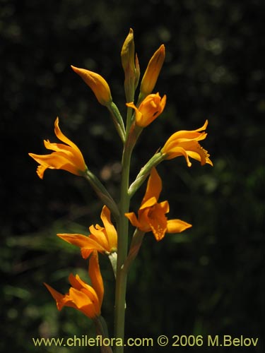 Image of Chloraea chrysantha (). Click to enlarge parts of image.