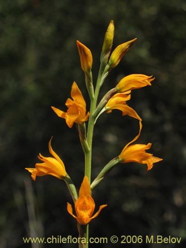 Chloraea chrysanthaの写真