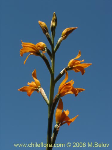 Chloraea chrysanthaの写真