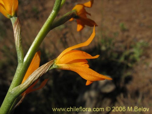 Image of Chloraea chrysantha ()