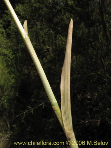 Image of Chloraea chrysantha ()