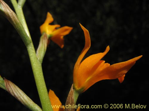 Image of Chloraea chrysantha ()