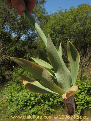 Image of Chloraea alpina (). Click to enlarge parts of image.