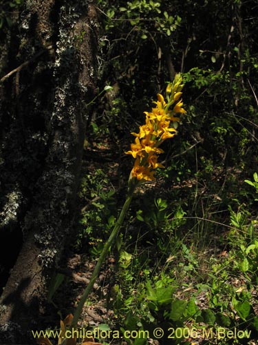 Imágen de Chloraea alpina (). Haga un clic para aumentar parte de imágen.