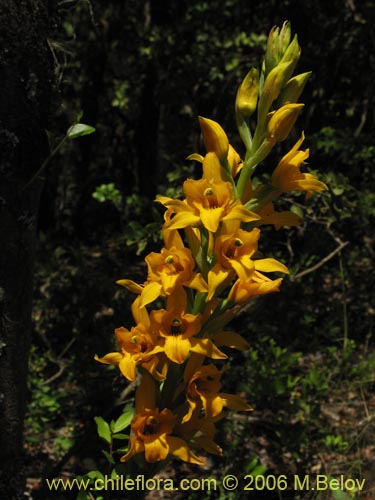 Imágen de Chloraea alpina (). Haga un clic para aumentar parte de imágen.