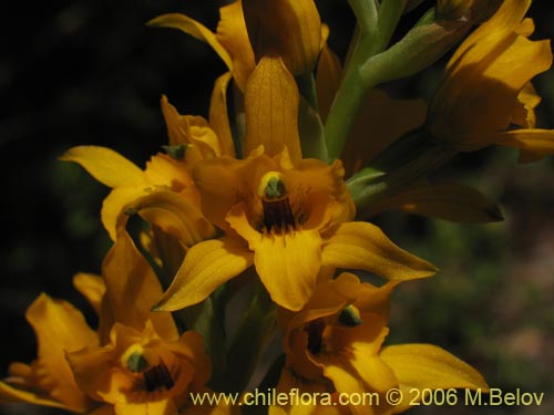 Bild von Chloraea alpina (). Klicken Sie, um den Ausschnitt zu vergrössern.