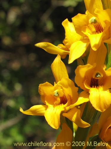 Bild von Chloraea alpina (). Klicken Sie, um den Ausschnitt zu vergrössern.