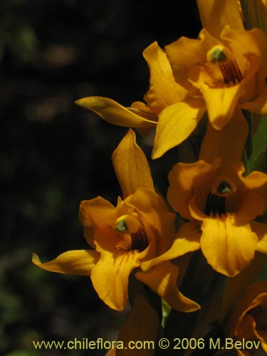 Фотография Chloraea alpina (). Щелкните, чтобы увеличить вырез.