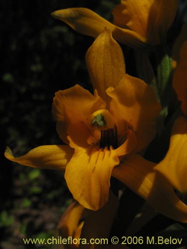 Imágen de Chloraea alpina (). Haga un clic para aumentar parte de imágen.