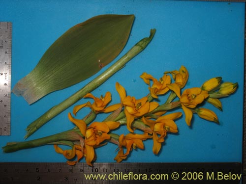 Image of Chloraea alpina (). Click to enlarge parts of image.