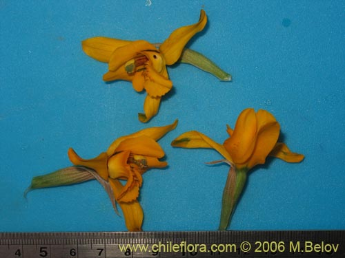 Chloraea alpina的照片