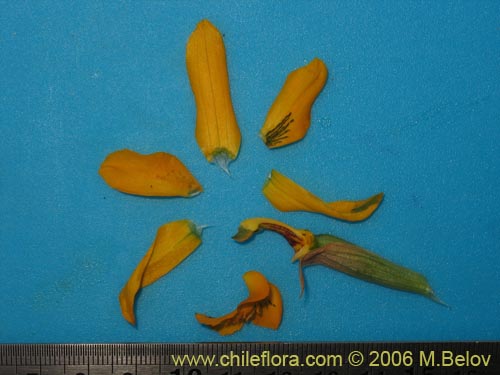 Image of Chloraea alpina (). Click to enlarge parts of image.