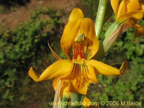 Image of Chloraea alpina (). Click to enlarge parts of image.