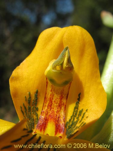 Image of Chloraea alpina (). Click to enlarge parts of image.