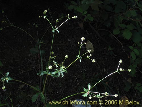 Imágen de Sanicula crassicaulis (). Haga un clic para aumentar parte de imágen.