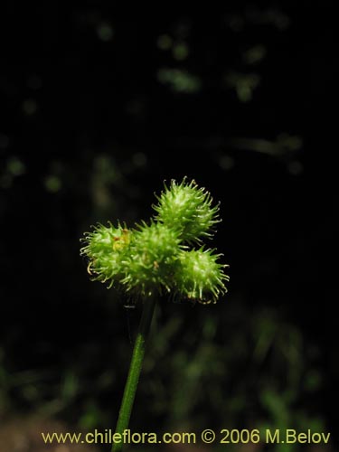 Sanicula crassicaulisの写真