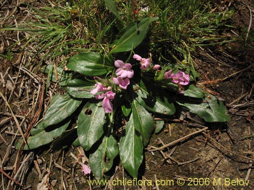 Image of Stenandrium dulce (Hierba de la piñada). Click to enlarge parts of image.