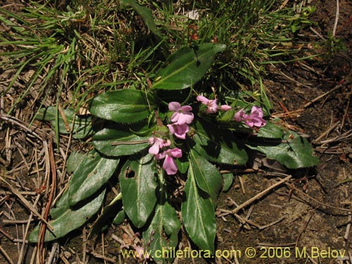 Bild von Stenandrium dulce (Hierba de la piñada). Klicken Sie, um den Ausschnitt zu vergrössern.