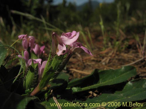 Image of Stenandrium dulce (Hierba de la piñada). Click to enlarge parts of image.