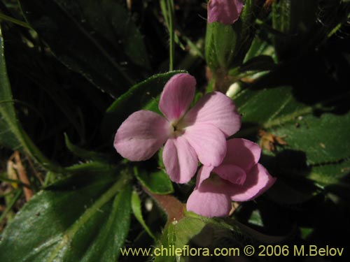 Image of Stenandrium dulce (Hierba de la piñada). Click to enlarge parts of image.