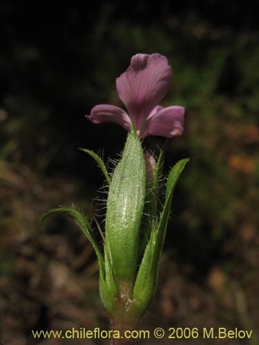 Image of Stenandrium dulce (Hierba de la piñada). Click to enlarge parts of image.