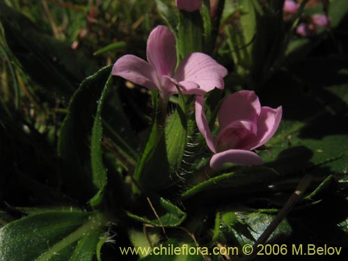 Image of Stenandrium dulce (Hierba de la piñada). Click to enlarge parts of image.