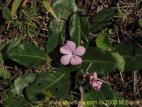 Image of Stenandrium dulce (Hierba de la piñada). Click to enlarge parts of image.