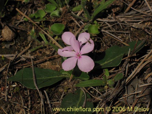 Image of Stenandrium dulce (Hierba de la piñada). Click to enlarge parts of image.