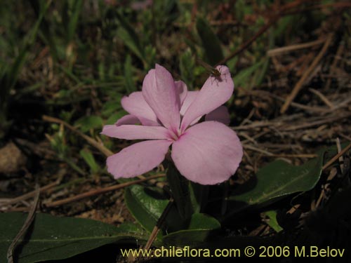 Image of Stenandrium dulce (Hierba de la piñada). Click to enlarge parts of image.