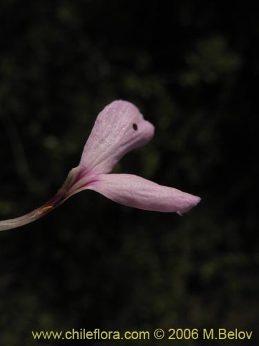 Image of Stenandrium dulce (Hierba de la piñada). Click to enlarge parts of image.