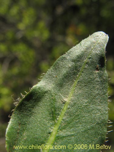 Image of Stenandrium dulce (Hierba de la piñada). Click to enlarge parts of image.