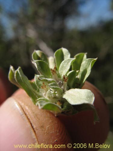 Imágen de Gamocheta sp. #1542 (). Haga un clic para aumentar parte de imágen.